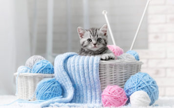 Il Gatto Europeo 583 0 058 Gatto Europeo